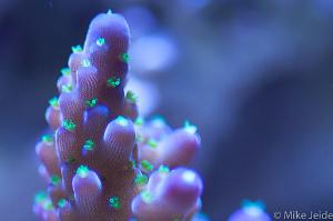 Valida Acropora Coral