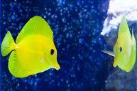 Yellow Tang Reflection