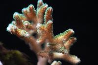 Pocillopora Thumbnail