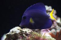 Purple Tang Thumbnail