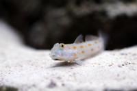 Diamond Watchman Goby Thumbnail