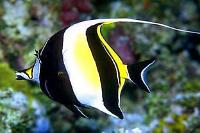 Moorish Idol