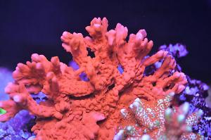 Montipora Setosa Thumbnail