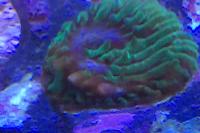 Reefgen Purple Eye Lithophyllon Thumbnail