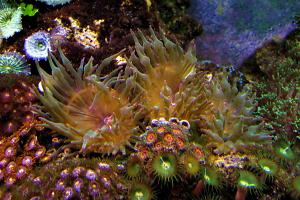 mini bubble tip Anemone 