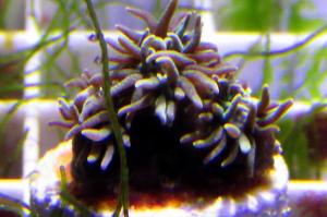 Cup Coral Pagoda Thumbnail