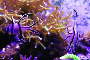 Banggai Cardinalfish Thumbnail