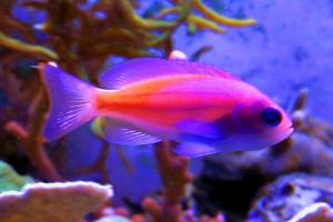 Stocky Anthias Thumbnail