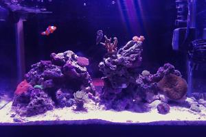 10 gallon mixed reef Thumbnail