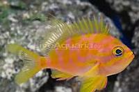 Blotched Anthias Thumbnail