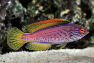 Lineatus Fairy Wrasse