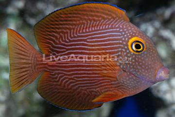 Kole Yellow Eye Tang