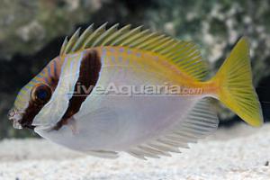 Two Barred Rabbitfish Thumbnail