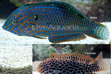 Leopard Wrasse