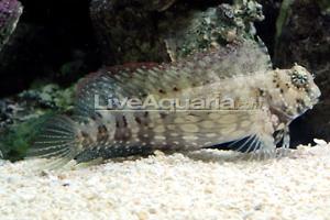 Lawnmower Blenny