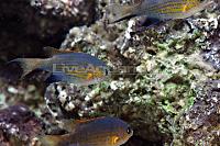 Vanderbuilt Chromis Thumbnail