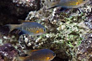 Vanderbuilt Chromis