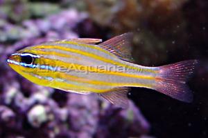 Yellowstripped Cardinalfish