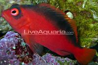 Flame Hawkfish Thumbnail