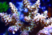 Acropora nasuta Thumbnail