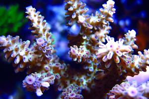 Acropora nasuta