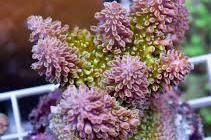 Staghorn Acropora Coral Fiji