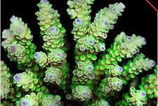 Tenuis Acropora Coral