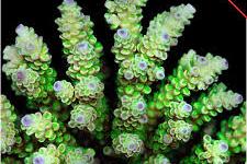 Tenuis Acropora Coral