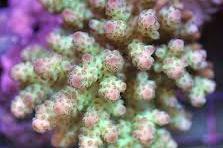 Acropora sarmentosa Thumbnail