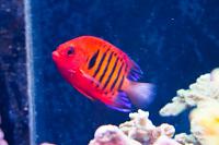 Flame Angelfish Thumbnail