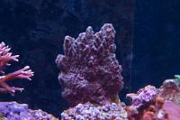 Idaho Grape Montipora Thumbnail