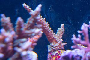 Brown/Green Staghorn Acropora