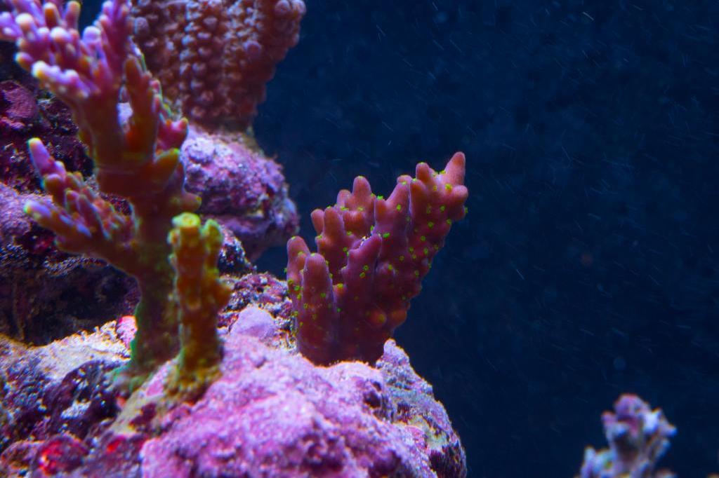 Granulosa Acropora / Acropora granulosa 35