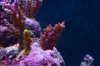 Granulosa Acropora Thumbnail