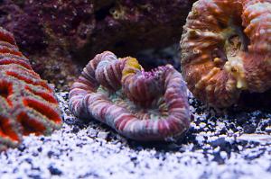 Brain Coral, Trachyphyllia