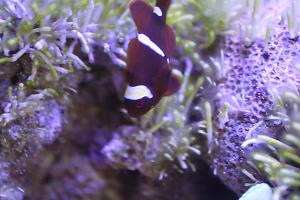 Maroon Yellow Stripe Clownfish Thumbnail