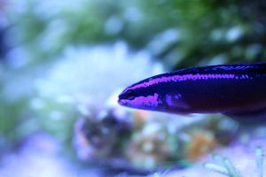 Springeri Dottyback Thumbnail