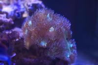 Elegance Coral Thumbnail