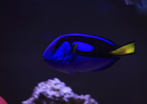 Blue Tang