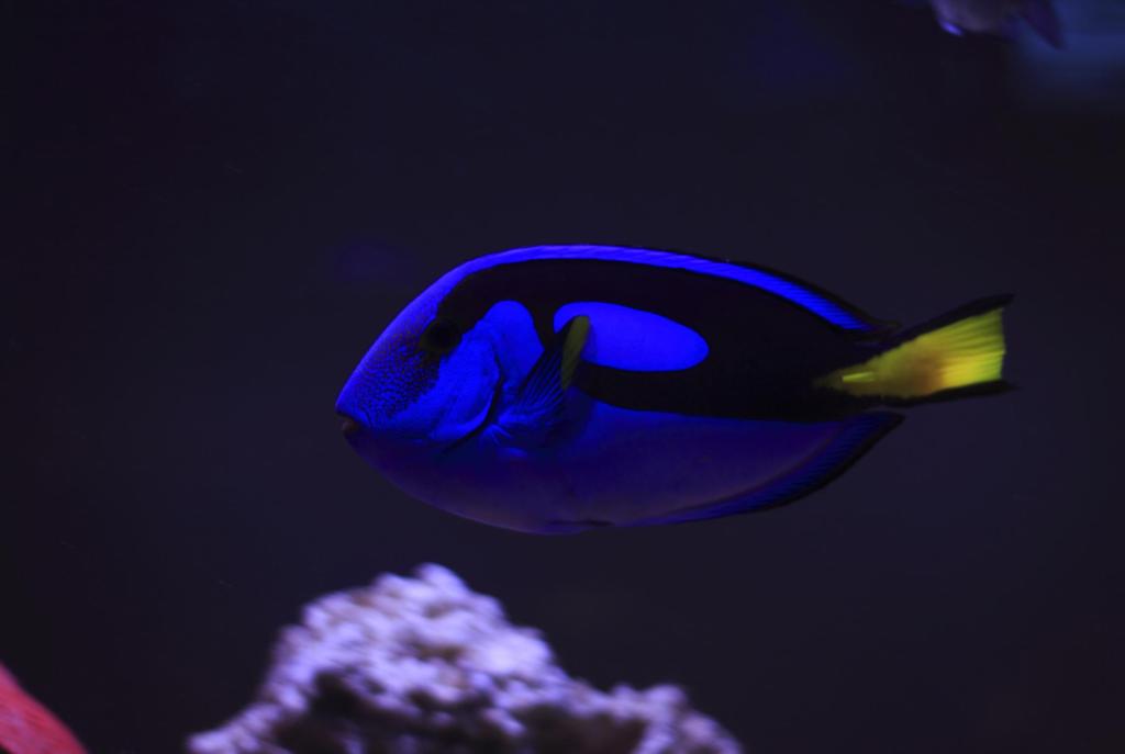 Blue Tang