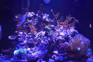 Reef 45 gallons Thumbnail