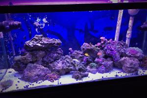 75g Reef Overhaul Thumbnail