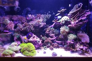 90g Reef Thumbnail