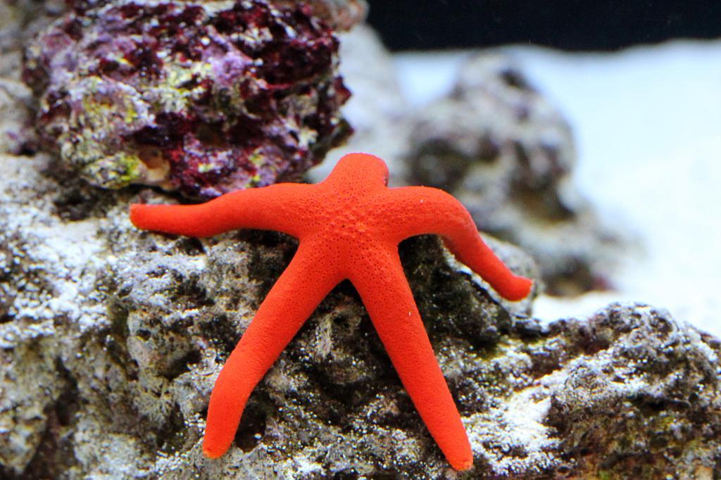 Orange Sea Star / Echinaster sp 106