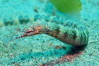 Dragonface Pipefish Thumbnail