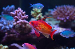 Male Anthias