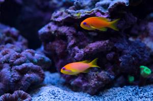 Female Anthias