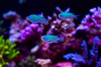 Blue/Green Reef Chromis Thumbnail