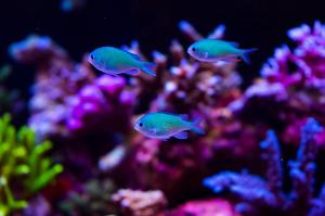 Blue/Green Reef Chromis