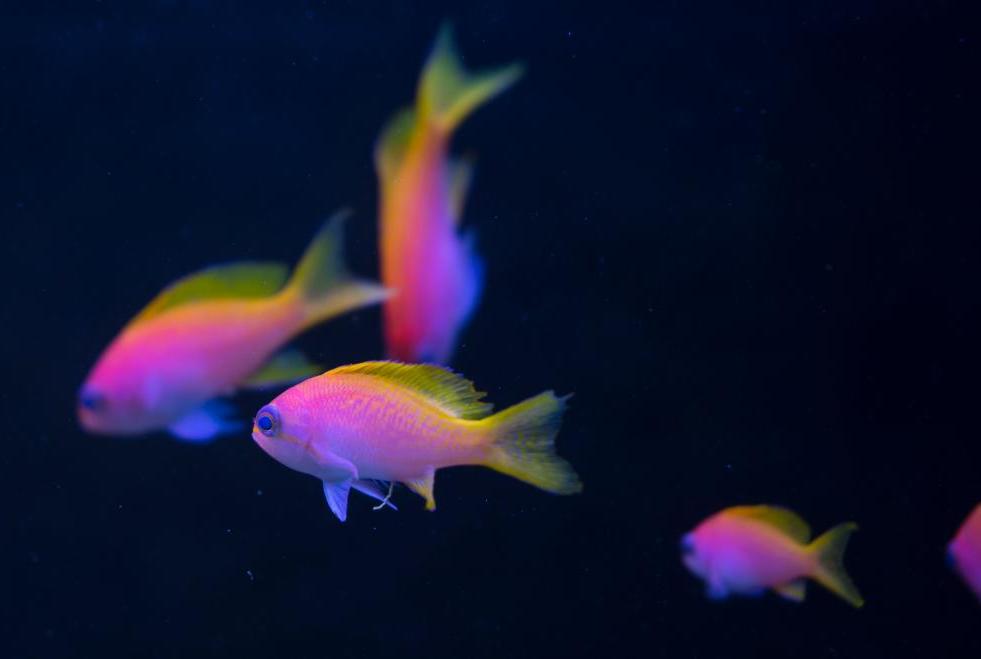 Bartlett's Anthias